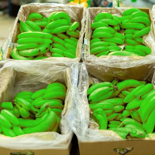 FUNDA-PARA-EXPORTAR-BANANO